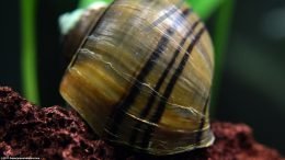 Mystery Snail Shell Showing a Ridged Pattern