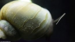 Mystery Snail Shell Texture, Upclose