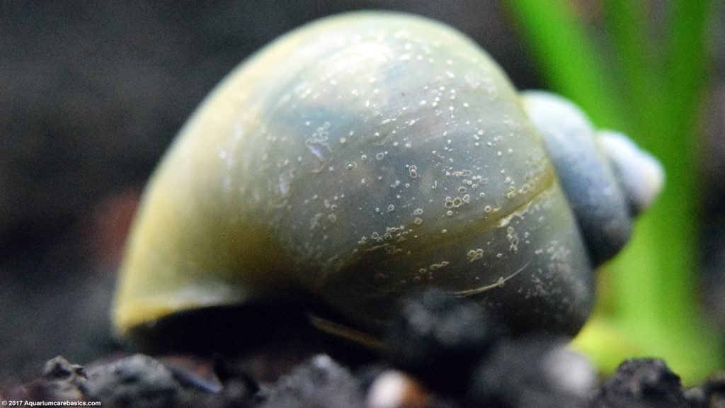 Mystery Snail Care, Diet, Feeding, Shell Size & Tankmates Video