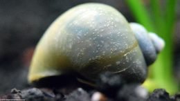 Mystery Snail Shell Texture, Upclose