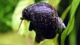 Mystery Snails Shell, Upclose