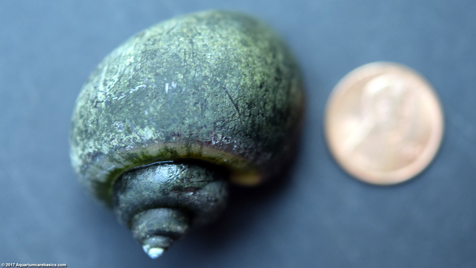 Mystery Snail Size Comparison To A Penny