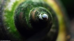 Mystery Snail Showing Spiral Shell Apex, Closeup