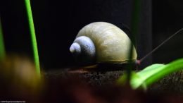 Mystery Snail on Sponge Filter