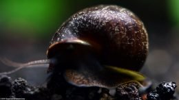 Mystery Snail On Substrate
