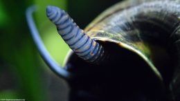 Mystery Snail Syphon Color: Orange And Black