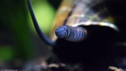 Mystery Snails Siphon Under Shell