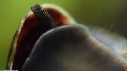 Mystery Snail Syphon Under Shell