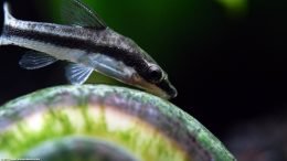 Mystery Snail Tank Mates With Otocinclus Catfish