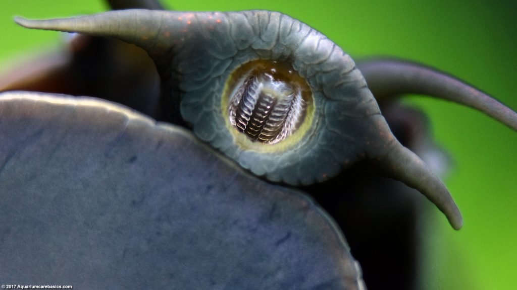 Mystery Snail Care, Diet, Feeding, Shell Size & Tankmates Video