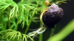 Mystery Snail Water Sprite Stem