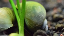 Mystery Snails On A Banana Plant