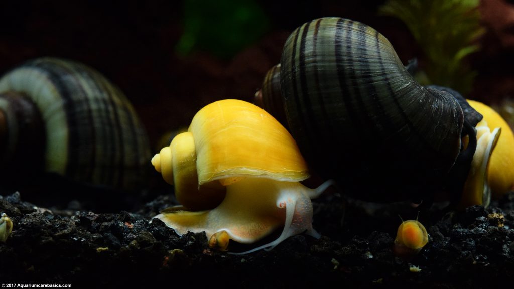 Mystery Snail Care, Diet, Feeding, Shell Size & Tankmates Video