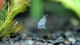 Neon Tetra Eyes, Closeup