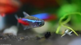 Neon Tetra In A Planted Aquarium