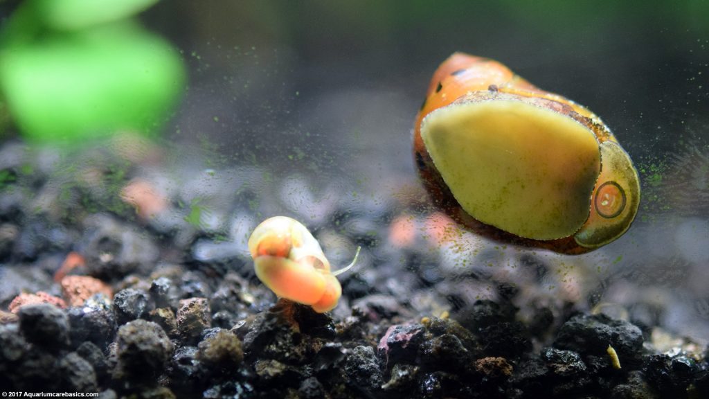 Nerite Snails Algae Eating, Care, Lifespan, Eggs Video