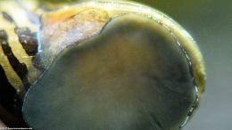 Nerite Snail On Aquarium Glass