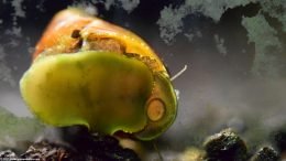Nerite Snail On Aquarium Glass, Closeup