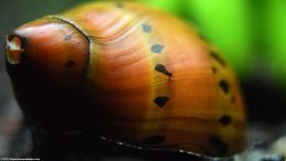 Nerite Snail Showing Color Shades And Spots