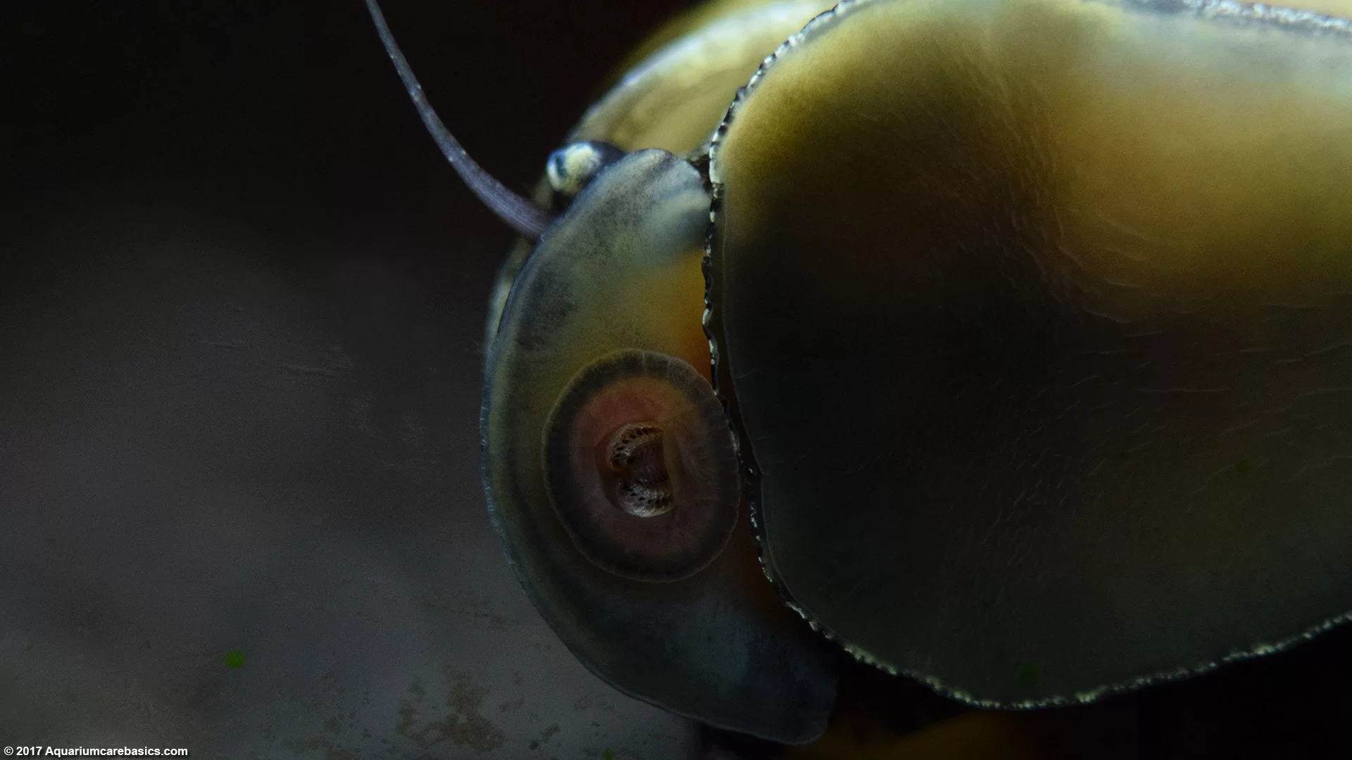 Nerite Snail Eating Algae Off Glass
