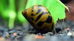 Nerite Snail Eating Dead Plant Matter