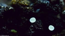 Nerite Snail Eggs With An Assassin Snail Egg Sack