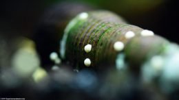 Nerite Snail Eggs, Closeup