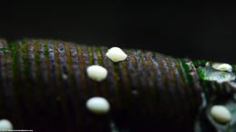 Nerite Snail Eggs On A Gold Rabbit Snail Shell