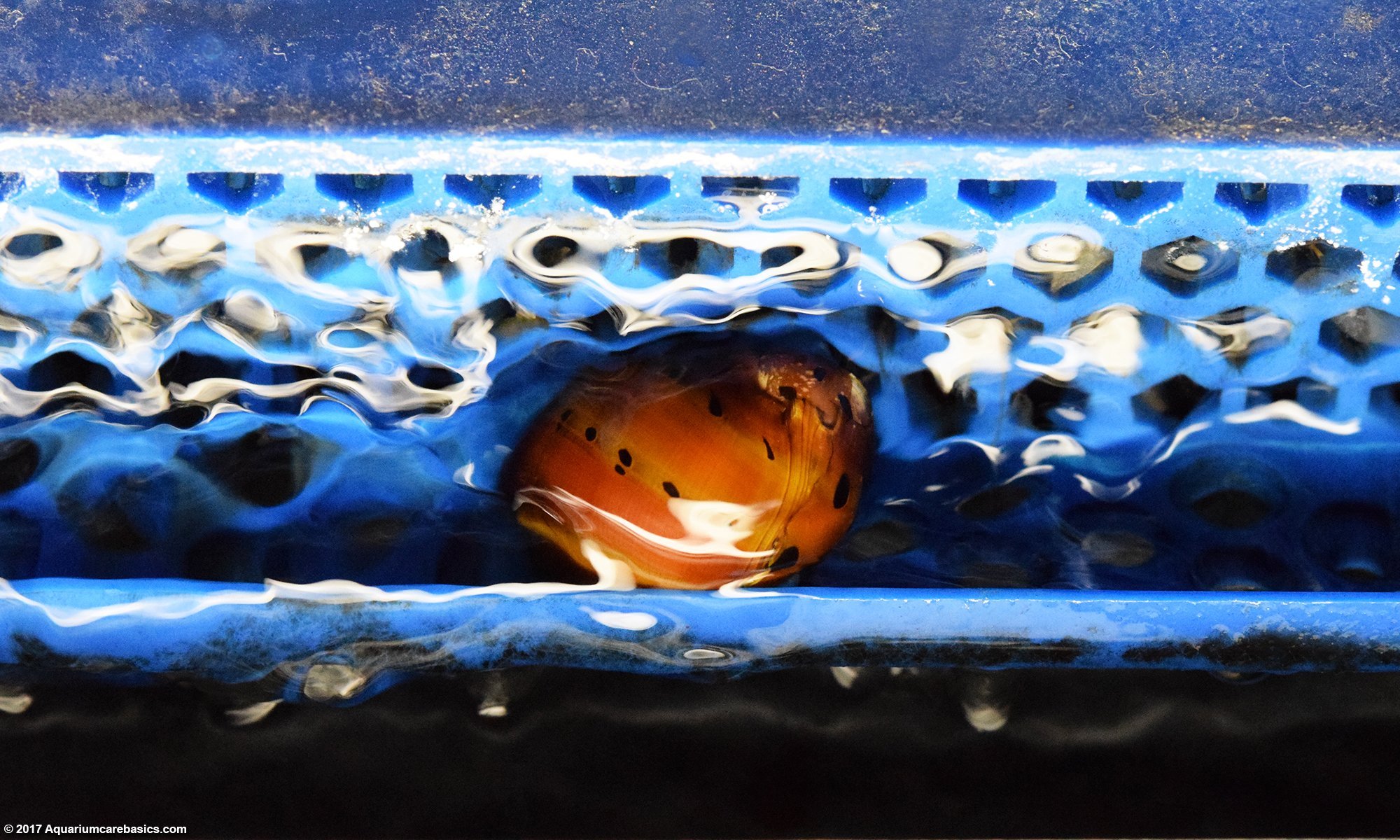 Nerite Snail Escaping Into The Filter