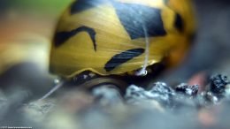 Nerite Snail Eye, Closeup