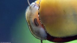 Nerite Snail On Glass With Mouth Closed