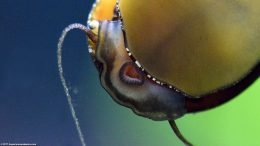Nerite Snail On Glass With Mouth Open