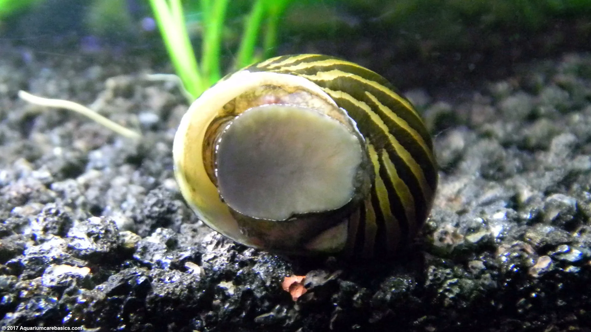 Adding Nerite Snails To A New Tank May Be Premature