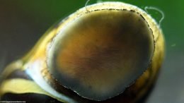 Zebra Nerite Snail Resting On Aquarium Glass