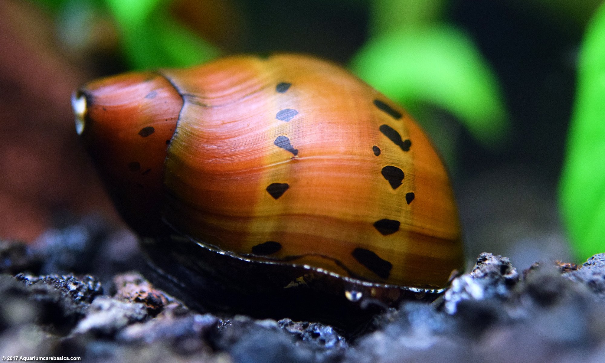 Nerite Snail In A Planted Aquarium