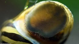 Nerite Snail Showing Rippled Body On Glass