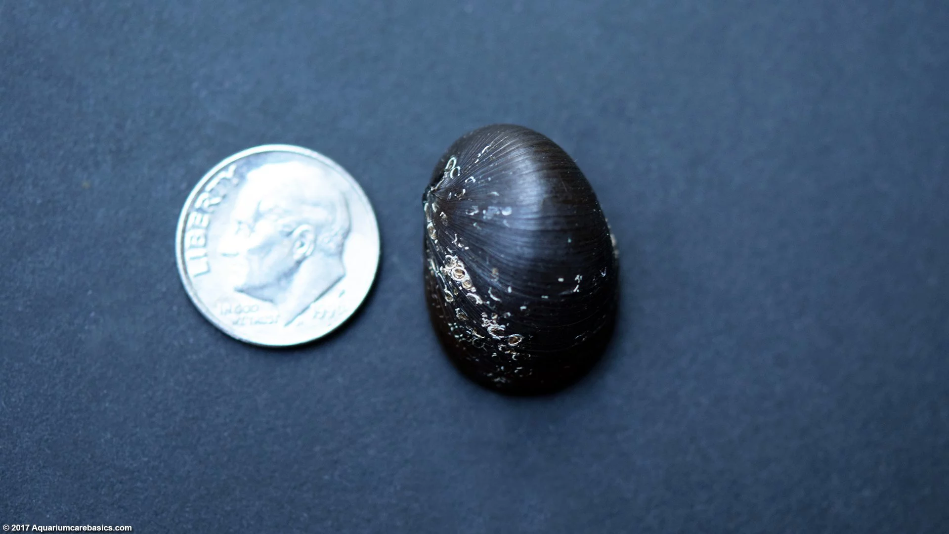 Confronto delle dimensioni della lumaca Nerite