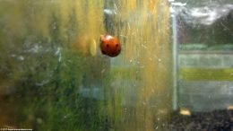 Nerite Snails Eating Algae On Glass