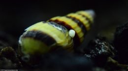 Nerite Snails Egg On An Assassin Snail