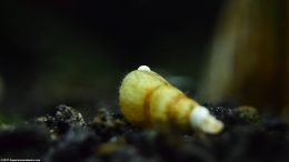 Nerite Snails Eggs On A Trumpet Snail