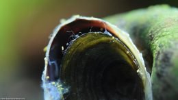 Operculum On A Mystery Snail