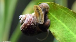 Operculum Opening On Mystery Snail