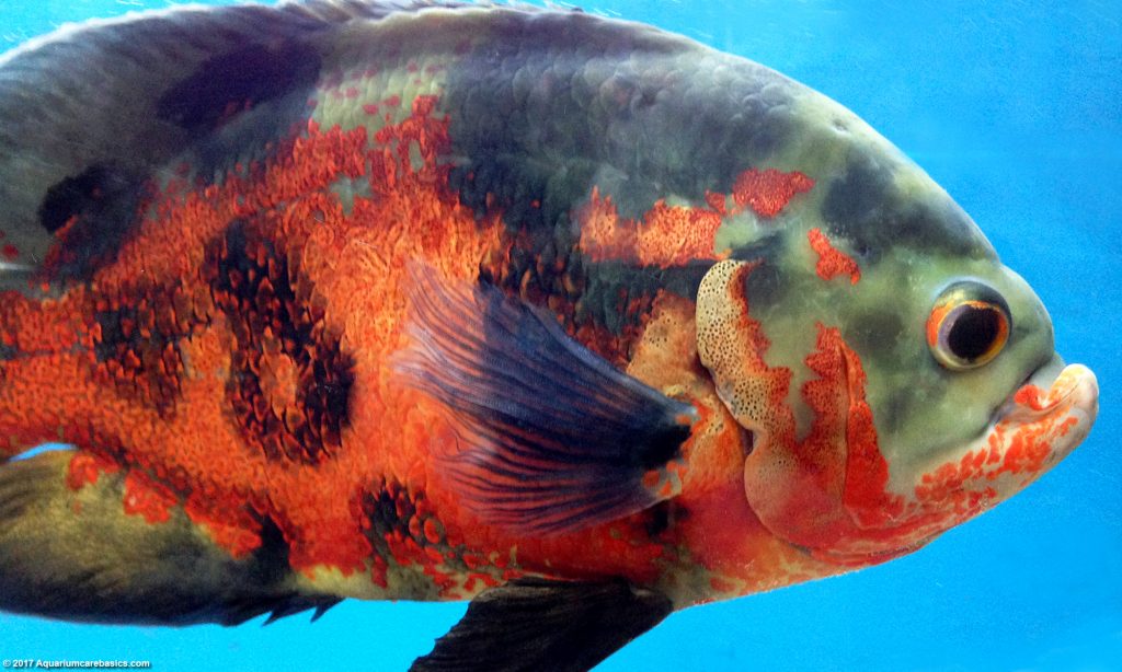 Fish Tank Size For Oscars Think The Bigger, the Better