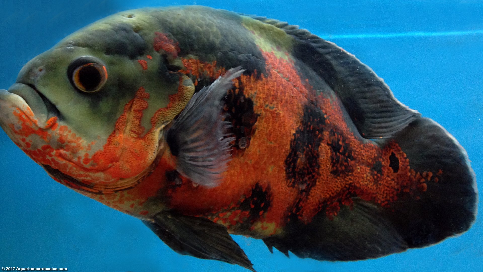 Freshwater Aquarium Fish Species For Tropical Tanks