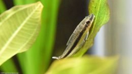 Otocinclus Affinis On Amazon Sword Plant