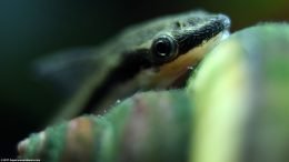 Otocinclus Affinis: Great Member Of A Cleaning Crew