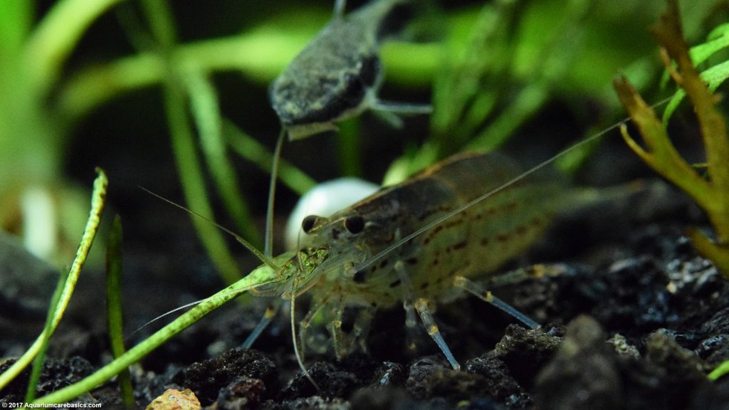 Amano Shrimp Care, Feeding, Algae Eating, Size, Lifespan Video