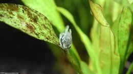 Dwarf Sucker On An Amazon Sword Plant