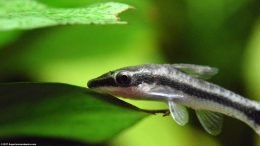 Otocinclus Catfish On An Anubias Barteri Plant