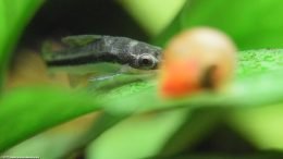 Macrotocinclus Affinis And A Ramshorn Snail